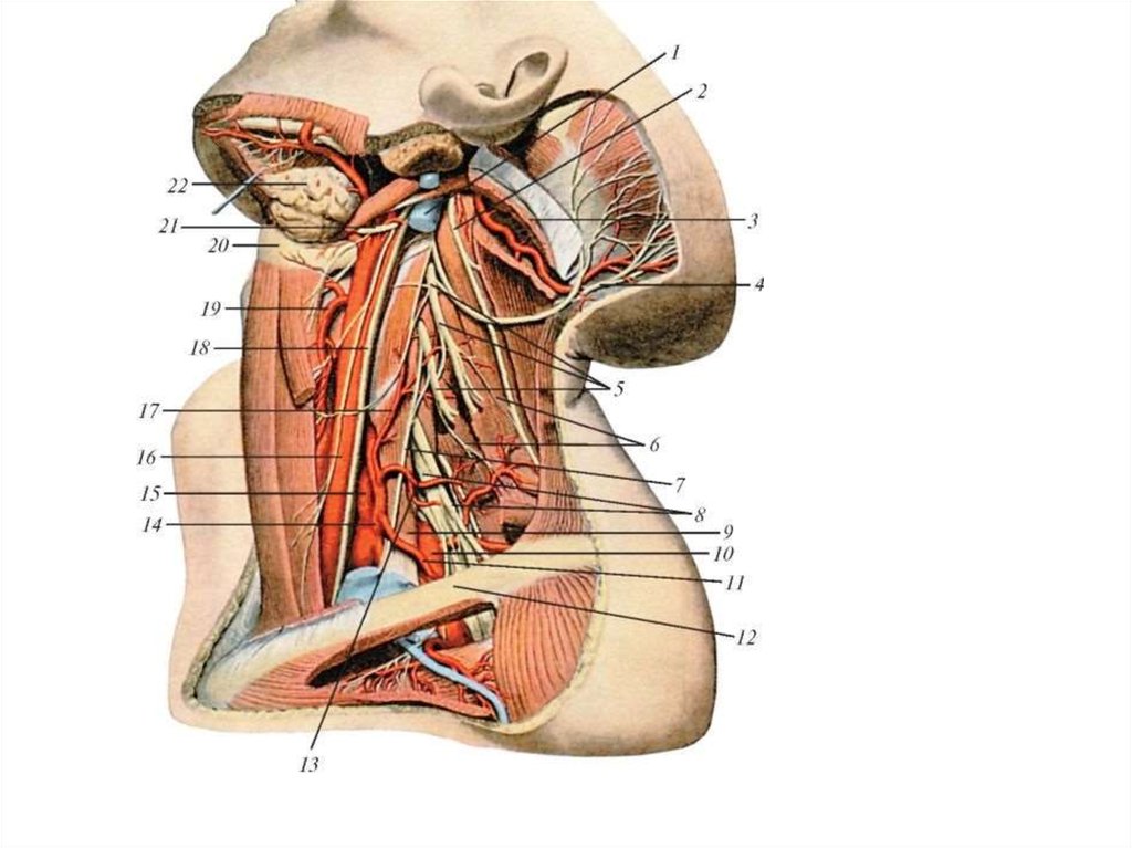 Топография нервов. Шейное сплетение диафрагмальный нерв. Яремная Вена и блуждающий нерв. Диафрагмальный нерв топография. Диафрагмальный нерв анатомия.