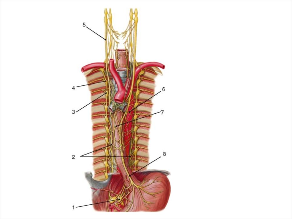 Нервные узлы сплетения. Симпатический ствол анатомия шейный отдел. Шейно грудной узел симпатического ствола. Топография симпатического нерва. Грудной отдел симпатического ствола анатомия.