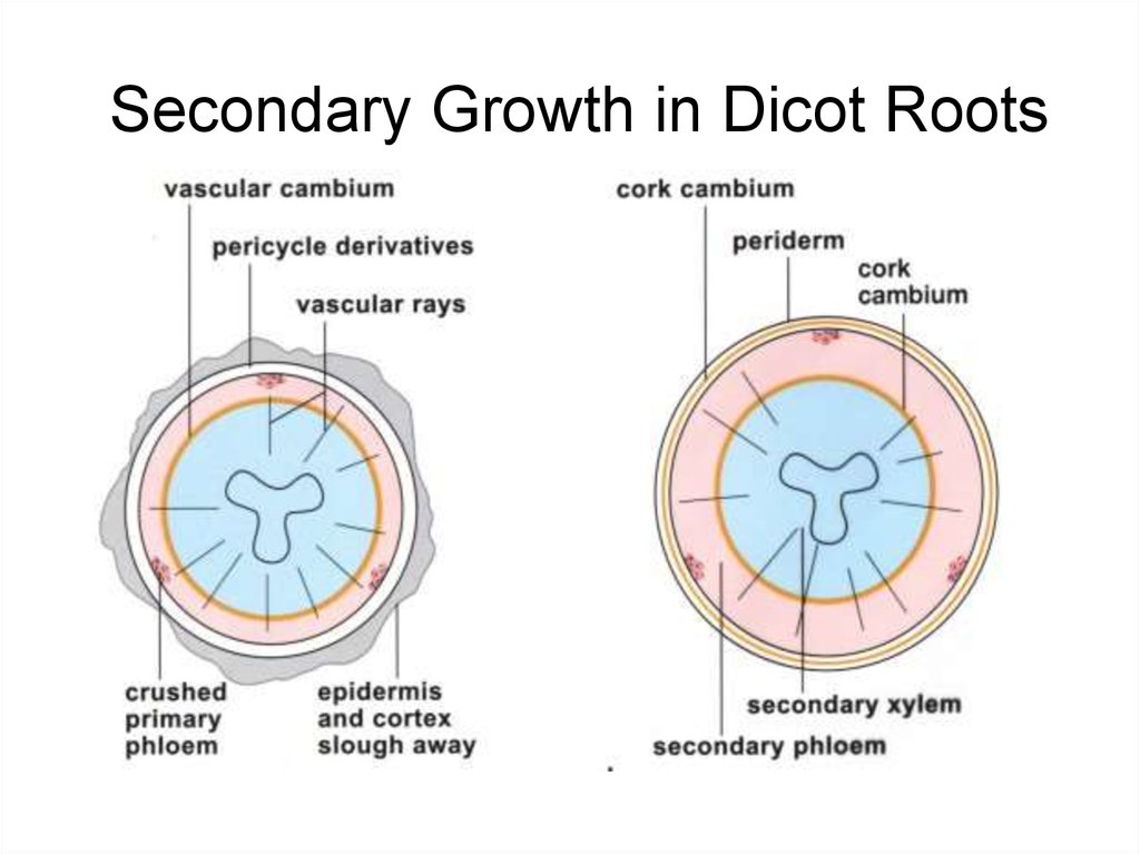 the-plant-body-roots-in-flowering-plants-online-presentation