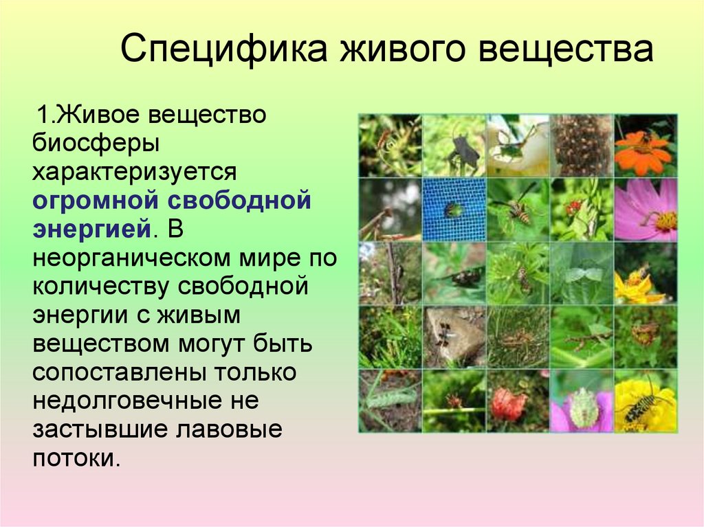 В биосфере масса растений. Живое вещество. Вещества биосферы живое вещество. Презентация живое вещество. Специфика живого вещества.