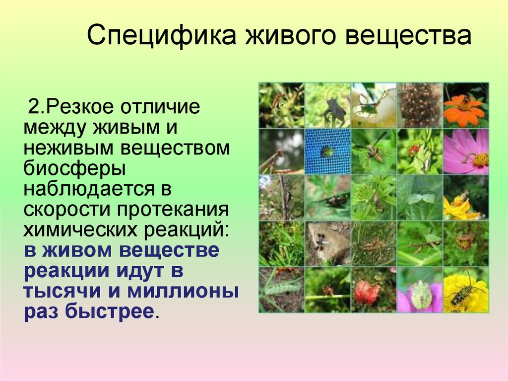 Особенности живой природы. Специфика живого вещества. Живое и неживое вещество. Высокое видовое разнообразие наблюдается в. Живое вещество: понятие, отличия живого вещества от неживого.