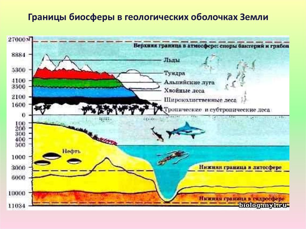 Где расположена биосфера. Границы биосферы в геологических оболочках земли. Биосфера границы биосферы. Границы биосферы схема. Схема границы жизни в биосфере.