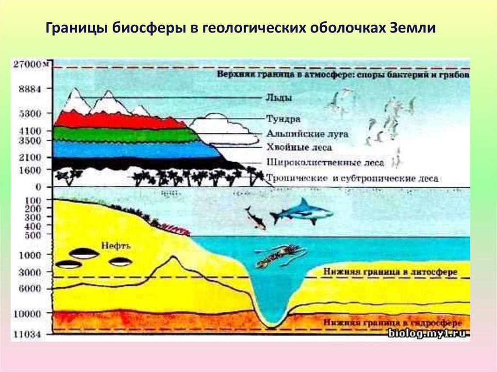 Биосфера верхняя. Границы биосферы в геологических оболочках земли. Геологические оболочки земли схема. Биосфера – оболочка земли. Границы биосферы.. Биосфера это Геологическая оболочка которая.