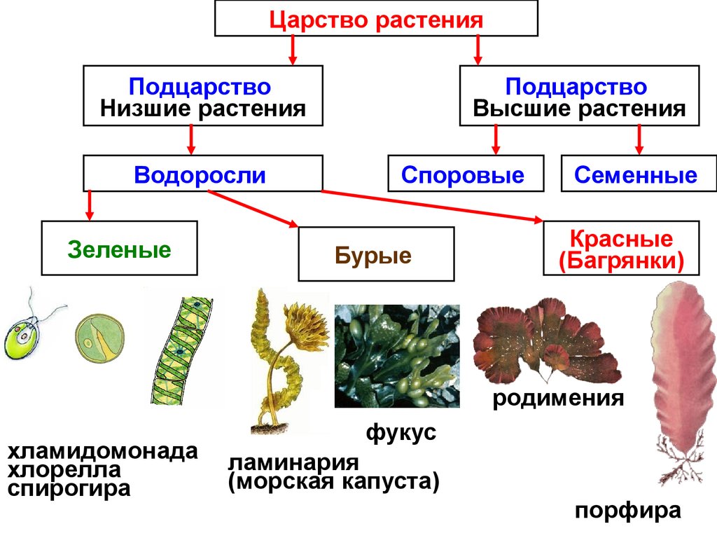 Систематические группы водорослей