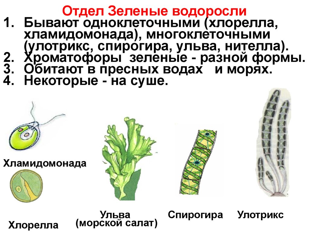 Улотрикс относится к водорослям. Chlorophyta отдел зелёные водоросли. Представители отдела сине-зеленых водорослей. Представители многоклеточных водорослей 5 класс. Зеленые водоросли 5 класс биология.
