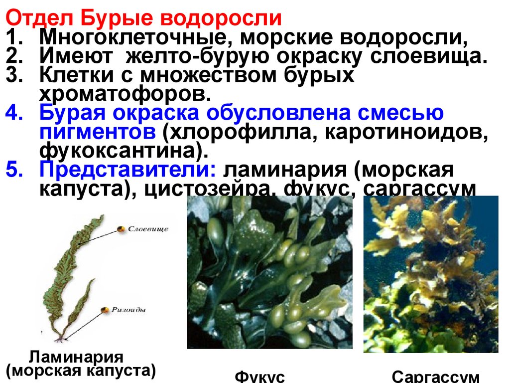 Три примера группы растений водоросли. Фукус таллом. Ламинария (отдел бурые водоросли). Пигменты бурых водорослей хлорофилл. Фукус порфира Ульва.