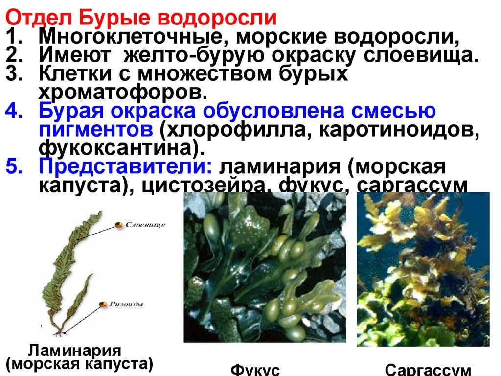 Отделы растений водоросли. Фукус таллом. Фукус порфира Ульва. Ламинария отдел водорослей. Отдел бурые водоросли представители морская капуста.