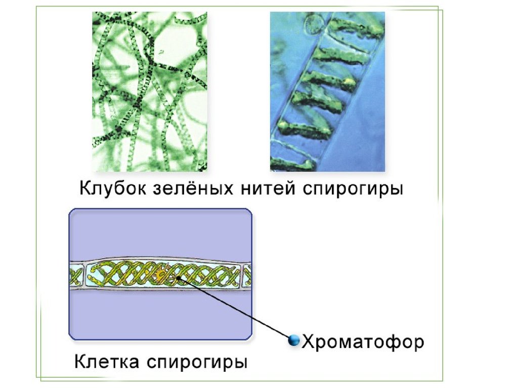 Спирогира вид