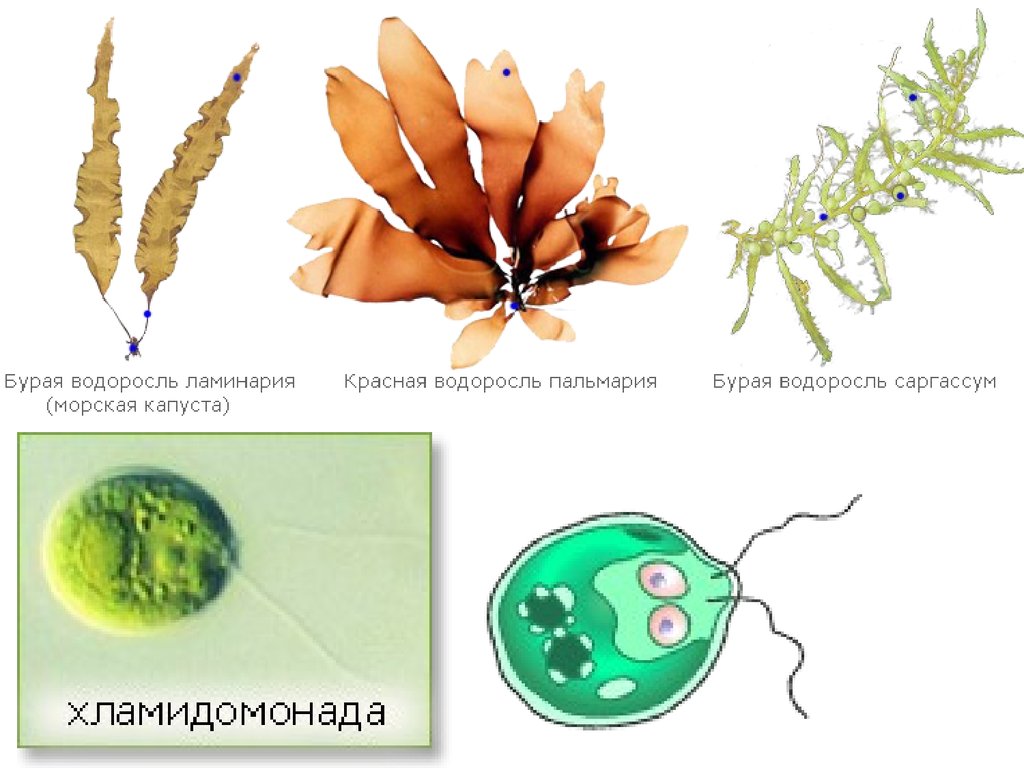 Три организма водоросли