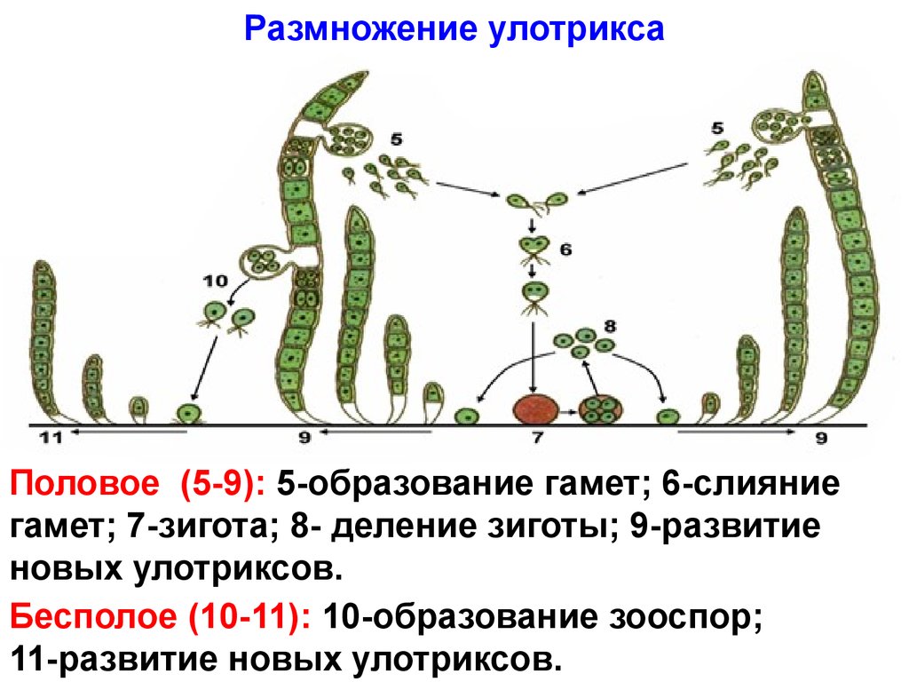 Стадии жизненного цикла зеленых водорослей. Размножение водоросли улотрикса. Бесполое размножение улотрикса. Улотрикс размножение схема. Половое размножение улотрикса схема.