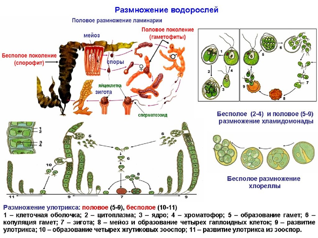 Стадии жизненного цикла зеленых водорослей