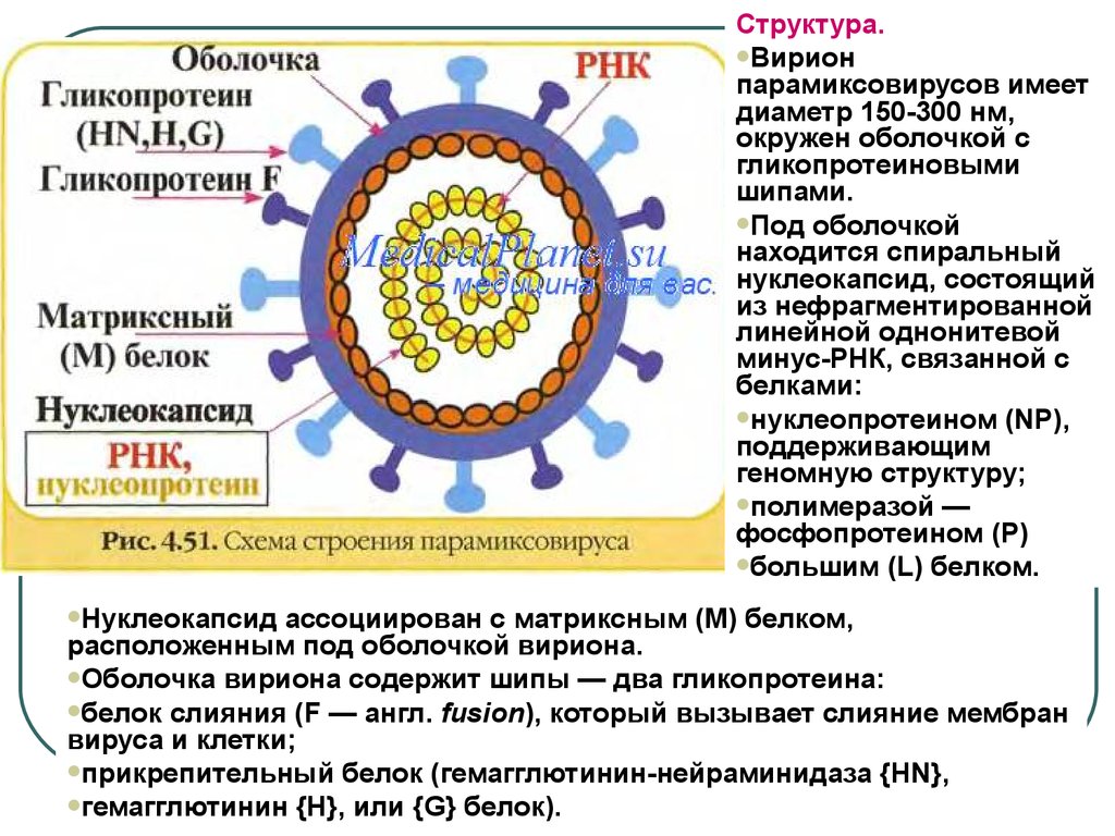 Рнк вирус гриппа а. Строение вириона микробиология. Коронавирус Вирион. Коронавирус микробиология строение. Коронавирус строение вириона.