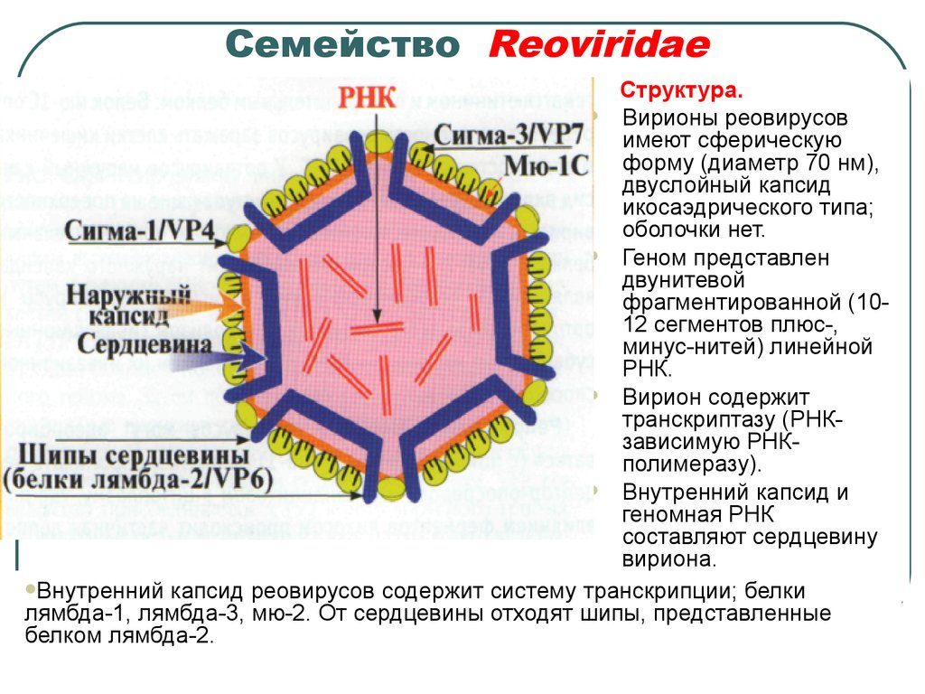 Минус рнк вирусы. Вирус семейства Reoviridae, рода rotavirus.. Ротовирус Вирион. Ротавирус морфология вириона. Структура вириона микробиология.