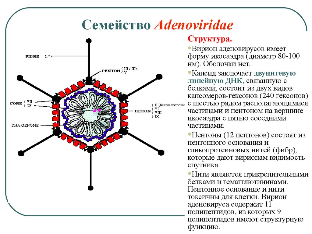 Грипп аденовирус. Структура вириона аденовируса. Строение аденовируса микробиология. Капсид аденовируса. Аденовирус строение вириона.