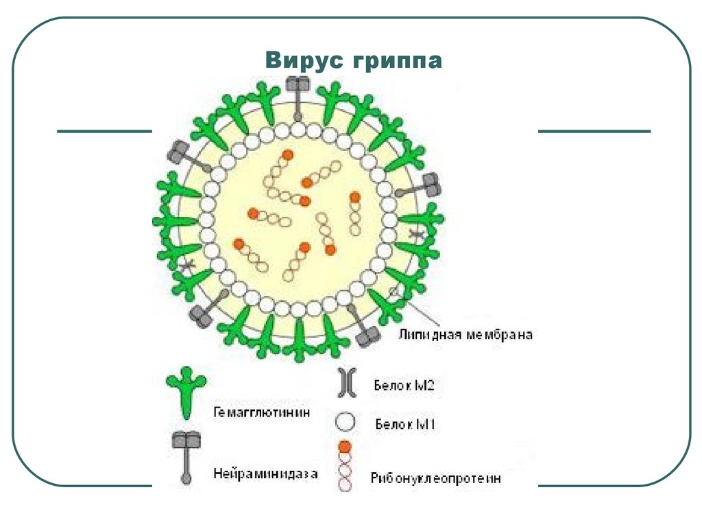 Вирус гриппа группа. Строение гриппа вируса м 2 белок. Строение вируса гриппа. Ингибиторы белка м2 вирусов гриппа препарат. Схема механизма действия вируса.