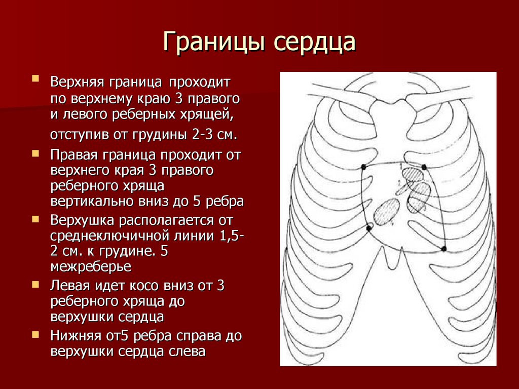 См до верхнего края. Границы сердца анатомия топография. Скелетотопия сердца топографическая анатомия. Левая граница сердца. Правая граница сердца.