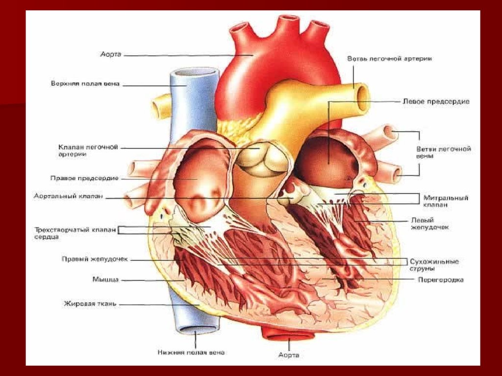 Физиология сердца. Анатомия и физиология сердца. Анатомия и физиология сердца презентация. Анатомия и физиология сердца человека. Анатомия сердца физиология сердца.