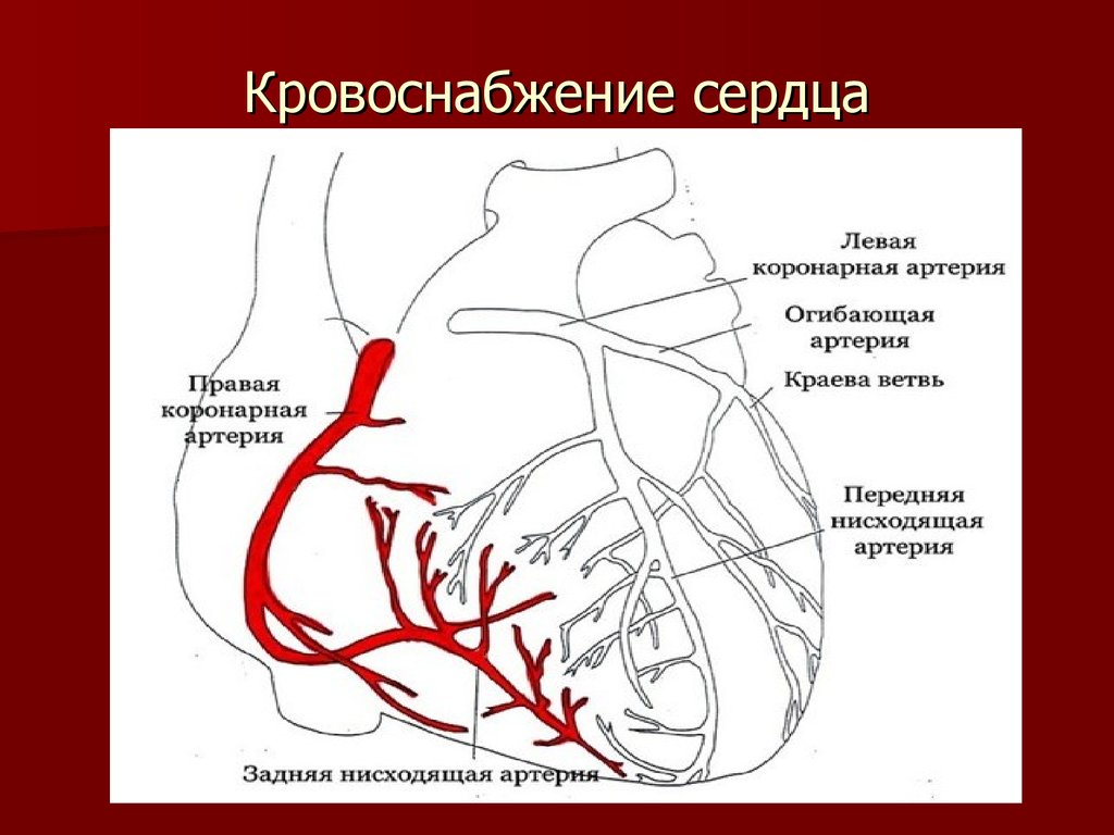 Правая сердечная артерия. Анатомия коронарных артерий сердца. Венечные артерии сердца анатомия. Схема коронарного кровообращения сердца. Коронарные артерии анатомия кровоснабжение.