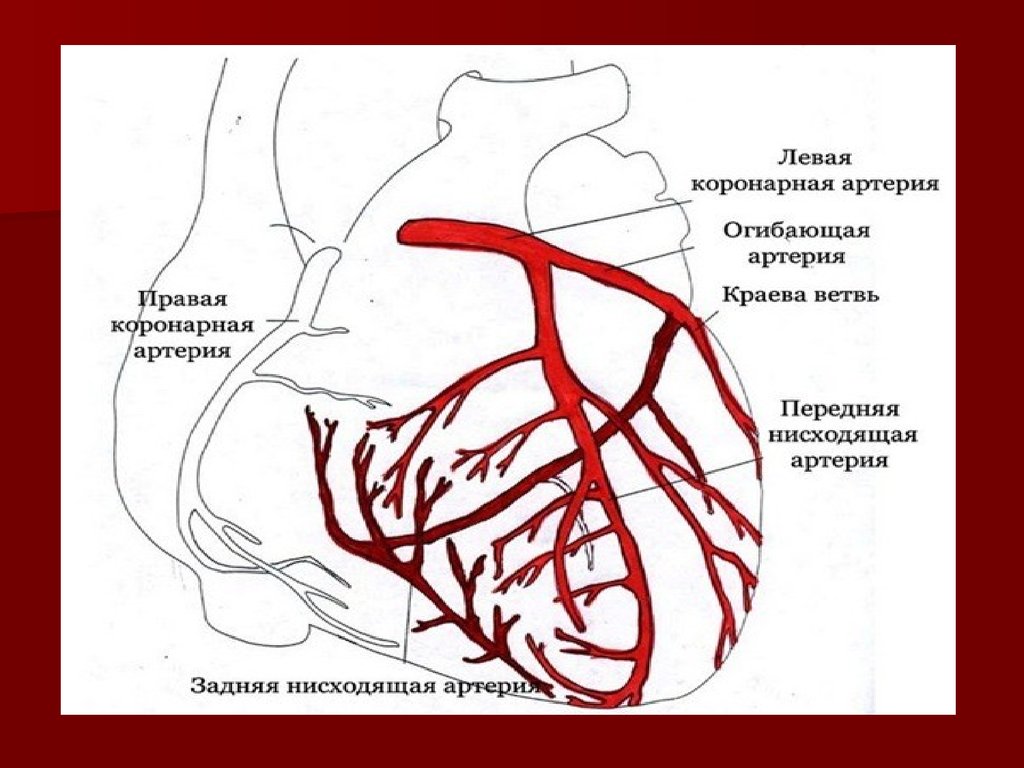 Правая сердечная артерия. Коронарные артерии сердца схема. Схема расположения коронарных артерий сердца. Анатомия левой коронарной артерии. Коронарные артерии анатомия схема.