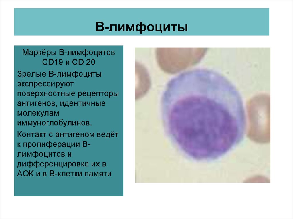 Иммуноглобулин в лимфоциты. Широкоплазменные лимфоциты. Широкоплазменные лимфоциты с краевой. Cd19 лимфоциты. Маркеры cd19 cd20 в лимфоцитов.