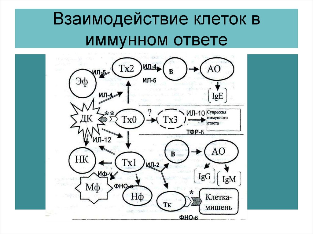 17 взаимодействие клеток в иммунном ответе трехклеточная схема кооперации