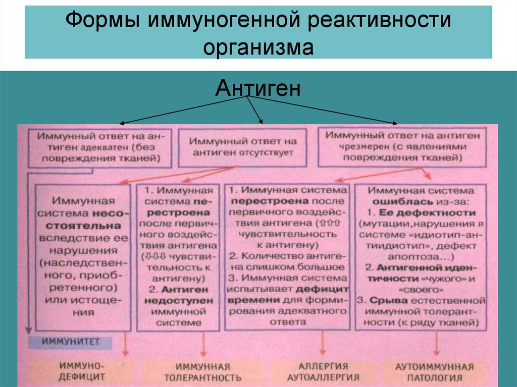 Состояние реактивности. Классификация типовых форм нарушения иммунитета. Формы проявления иммунологической реактивности. Типовые формы патологии иммунной системы. Типовые формы нарушения реактивности организма.