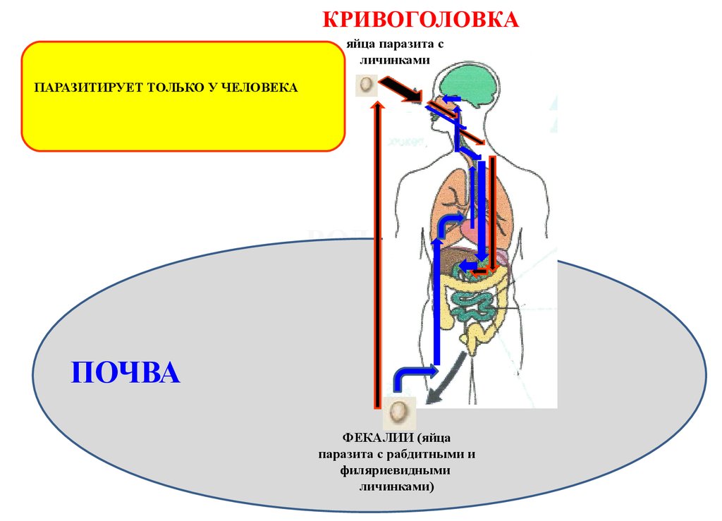 Аутоинвазия. Угрица кишечная яйца. Медицинская гельминтология презентация. Угрица кишечная строение.