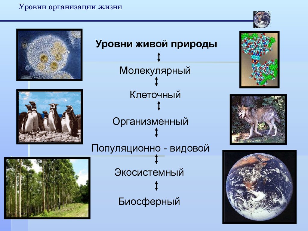 Уровни организации живых систем на земле. Биосферный уровень организации жизни. Биосферный уровень организации живого. Биосферный уровень организации живой материи. Биосферный уровень организации живых организмов.
