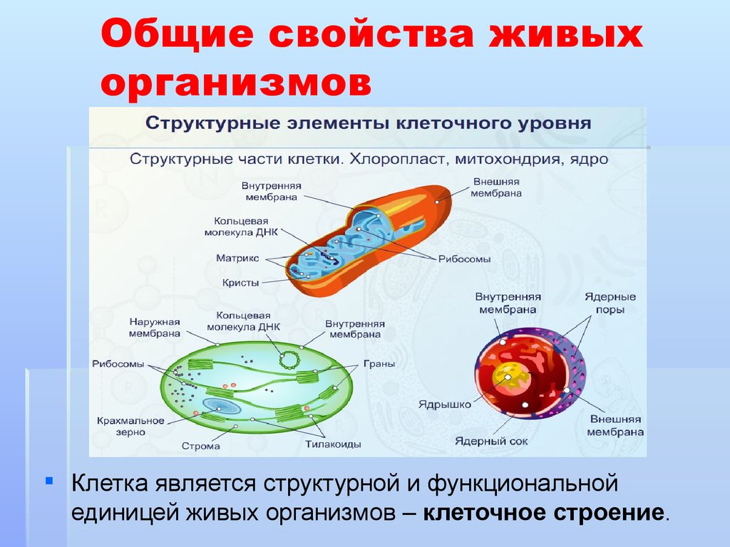 Живые организмы имеют клеточное строение