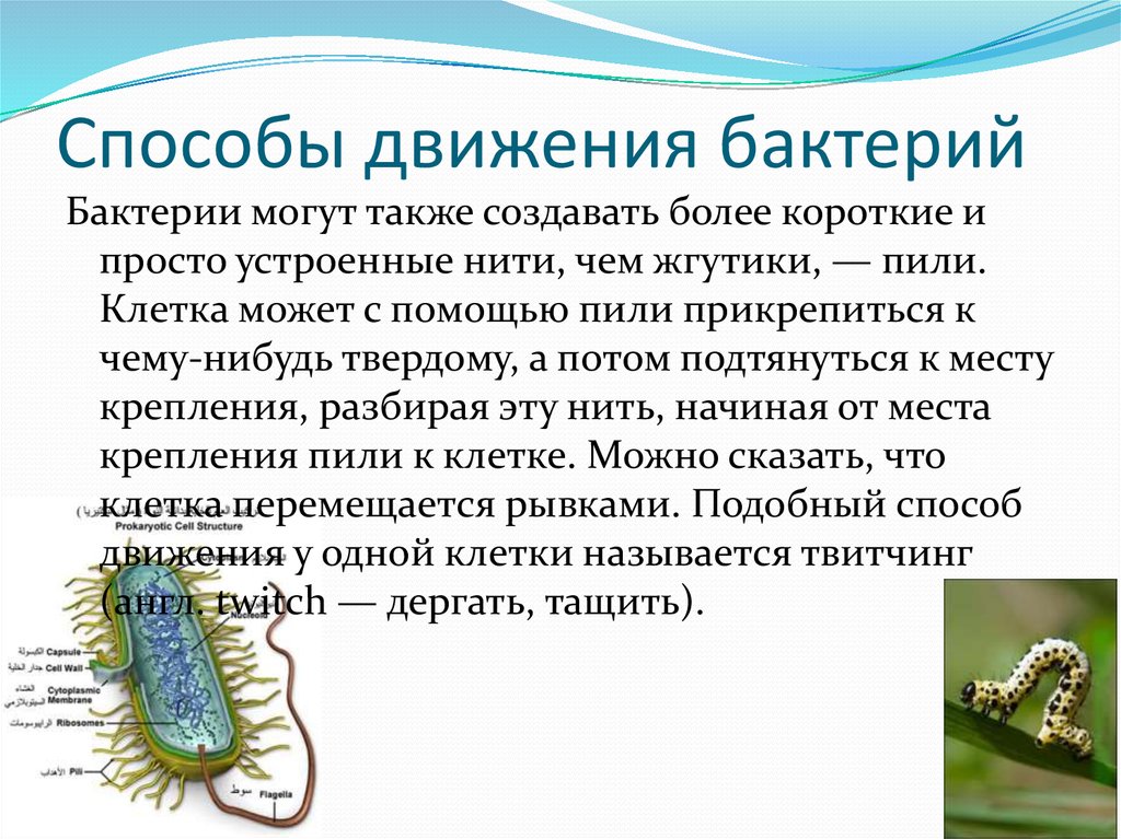 Способы движения бактерий