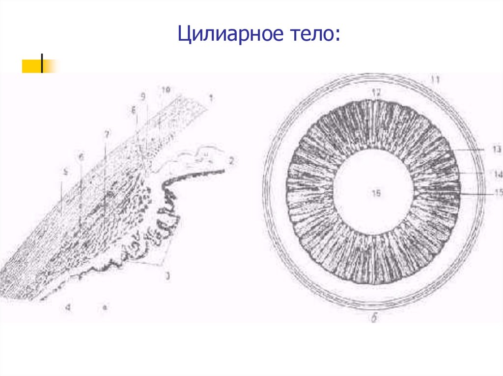 Ресничное тело. Меридиональные складки сетчатки. Строение Радужки и ресничного тела. Цилиарного тела глазного яблока. Ресничное или цилиарное тело.