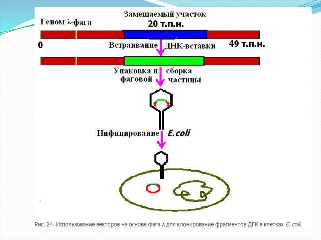 Ранние гены фага лямбда