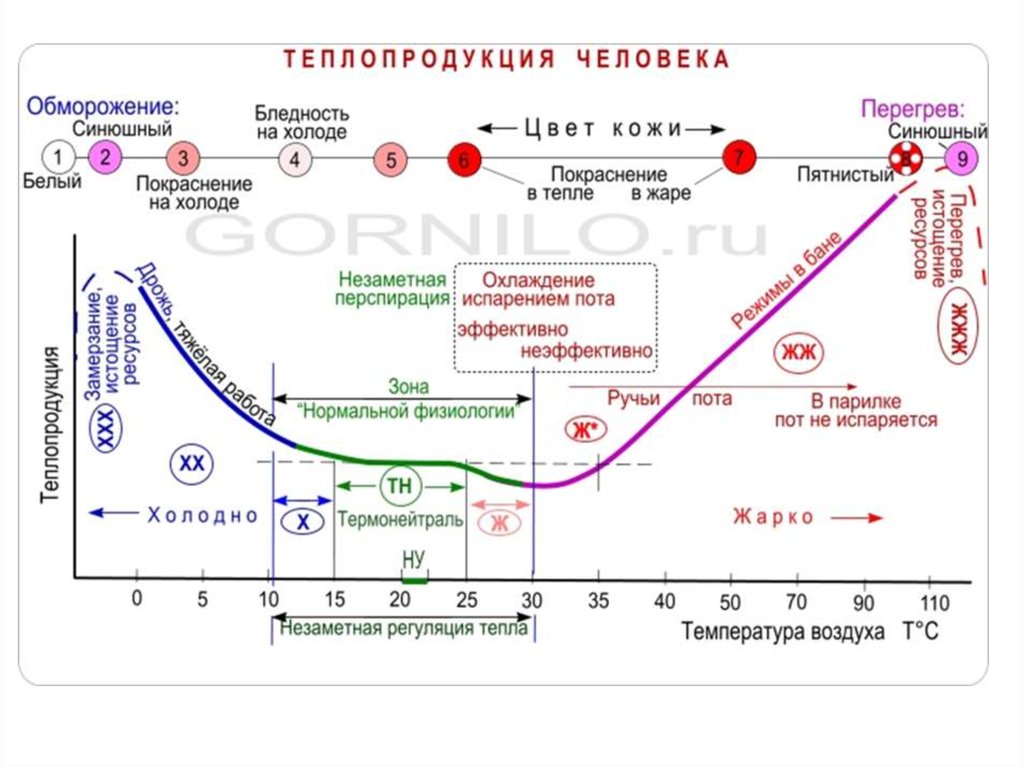 Зависит от температуры окружающей среды. Терморегуляция схема теплопродукция. Теплопродукция человека. Теплопродукция в организме человека. Теплопродукция и теплоотдача у человека.