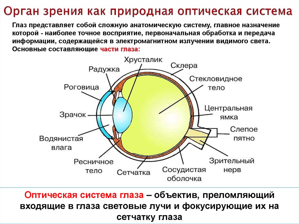 Практическая работа изучение строения органа зрения. Строение глаза анатомия оптическая система. Строение оптической системы глаза. Оптическая система органа зрения. Строение глаза оптическая система глаза.