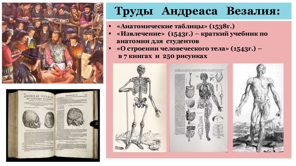 Андреас везалий презентация по истории медицины