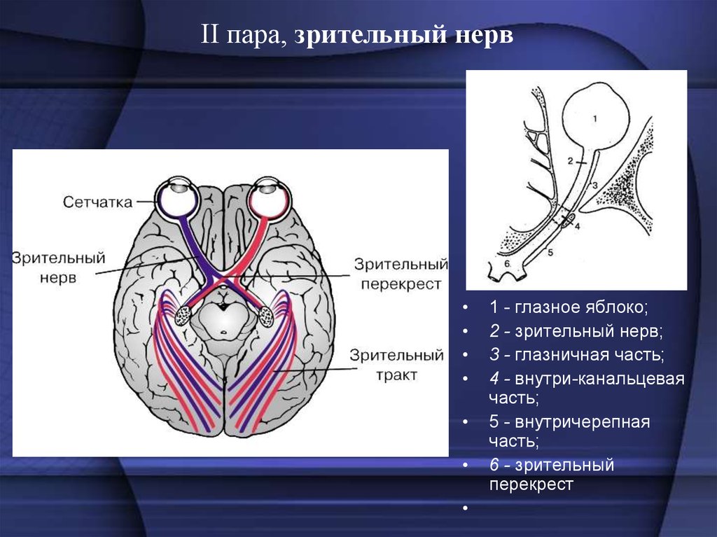 Зрительный нерв в головной мозг. 2 Пара ЧМН зрительный нерв. Зрительный нерв 2 пара черепных нервов. Зрительный нерв ЧМН. Зрительный нерв топография строение.