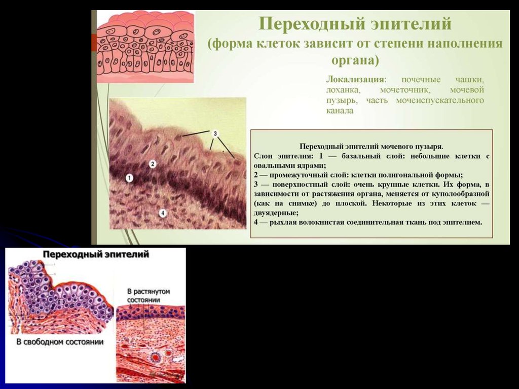 Барьерные ткани организма. Восстановление тканей организма. Регенерация соединительной ткани. Полигональная форма клеток. Не восстанавливающиеся ткани человека.