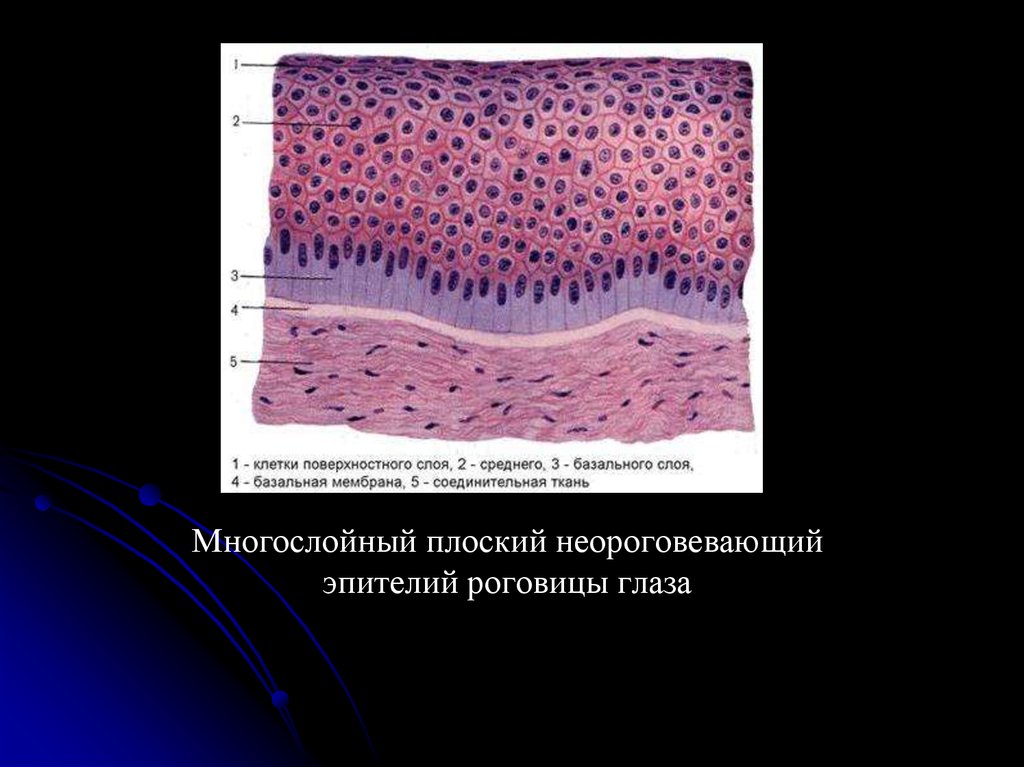 Складки мембраны. Многослойный плоский неороговевающий эпителий роговицы глаза. Многослойный плоский эпителий роговицы препарат. Многослойный плоский неороговевающий эпителий пуговицы глаза. Эпителиальная ткань ороговевающий неороговевающий.