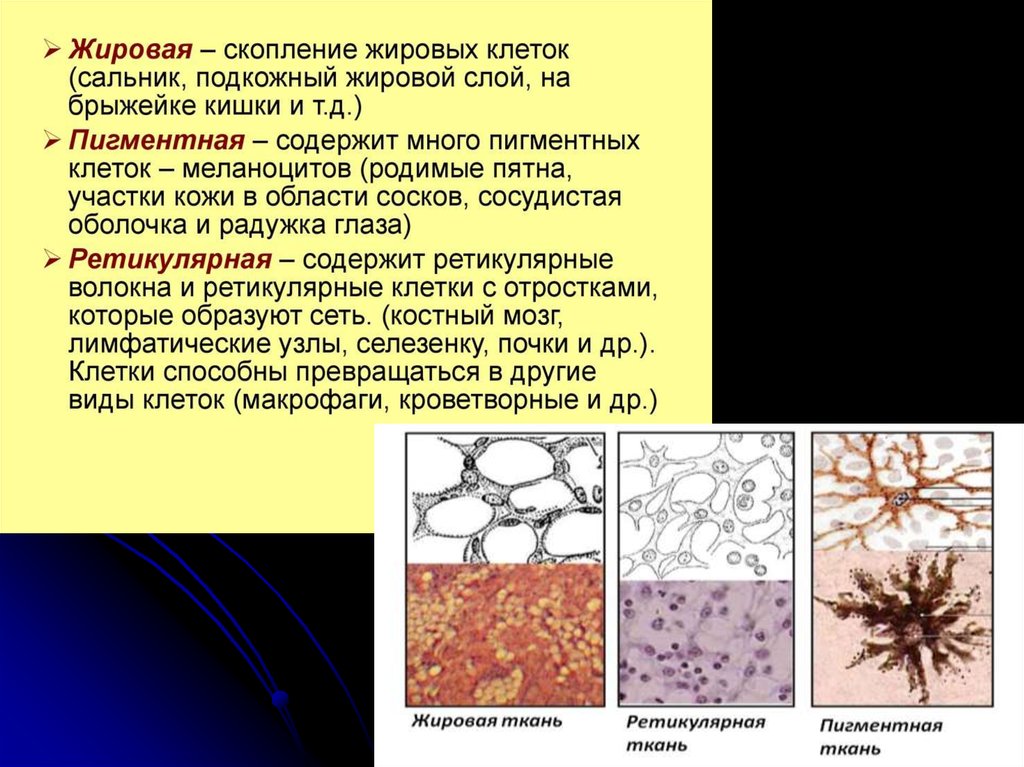 Особенности строения соединительной ткани. Соединительная ткань жировая ретикулярная. Жировая ретикулярная и пигментная ткань. Слизистая соединительная ткань местоположение и функции. Ретикулярная соединительная ткань функции таблица.