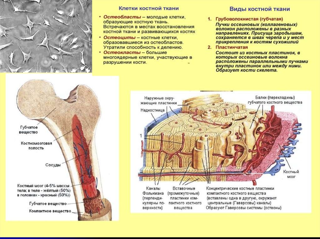 Ткань скелета человека. Кости скелета образует костная ткань. Пластинчатая костная ткань остеобласты. Строение костной ткани остеобласты. Костные пластинки грубоволокнистой костной ткани.