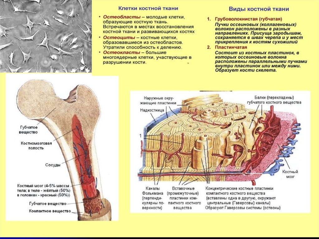 Костная ткань биология. Кости скелета образует костная ткань. Остеобласты в пластинчатой костной ткани. Пластинчатая губчатая костная ткань. Пластинчатая костная ткань надкостница.
