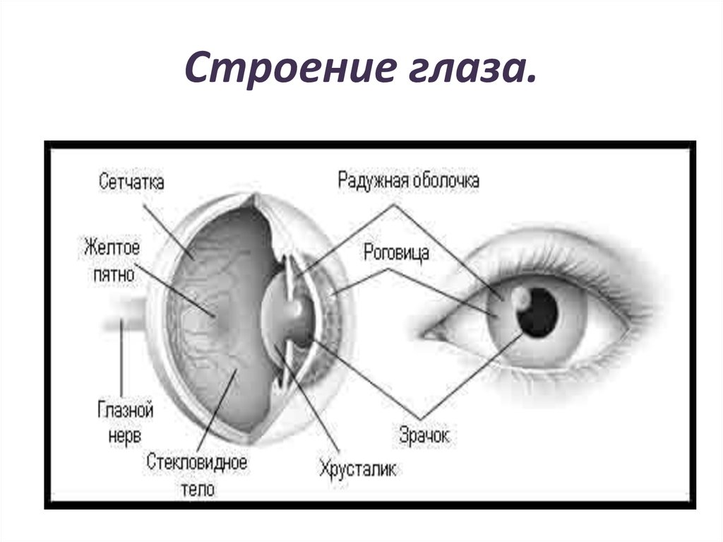 Глаз у человека имеет форму. Наружное строение глаза человека схема. Строение глаза человека схема с описанием. Строение глаза человека схема ЕГЭ. Схема глазного яблока 8 класс биология.