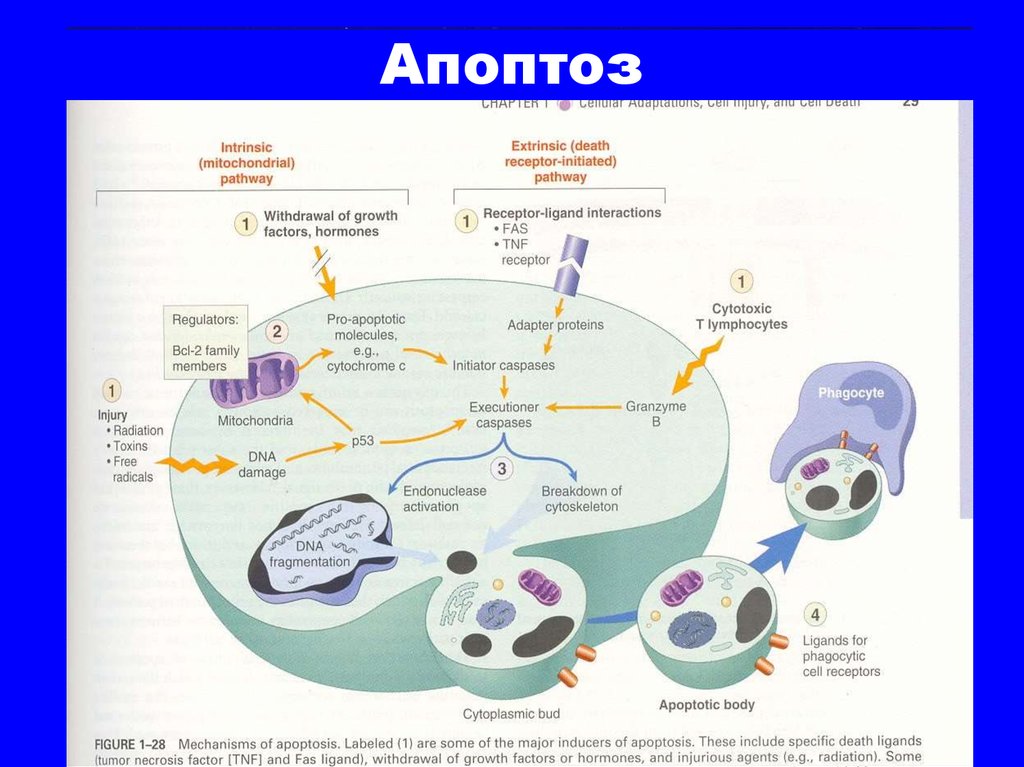 Апоптоз это. Жизненный цикл клетки апоптоз схема. Механизм апоптоза схема. Общая схема апоптоза. Апоптоз (что при этом происходит)..