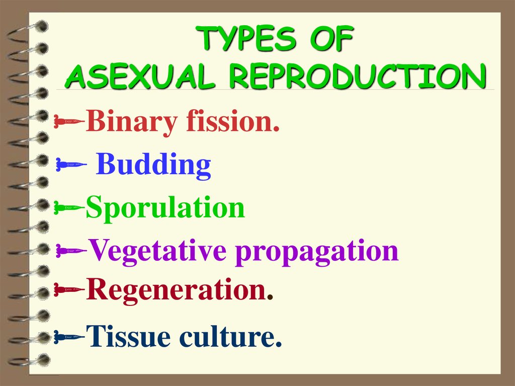 Ways Of Asexual Reproduction at Kristi Richardson blog