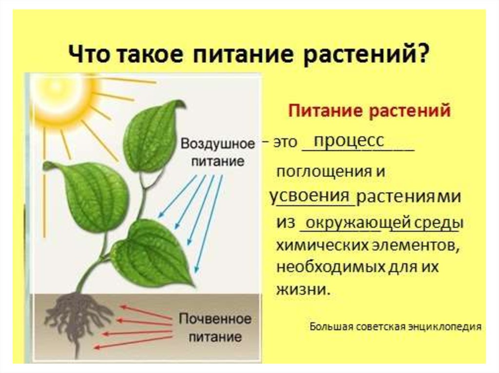 Как называется процесс жизнедеятельности растений 6 класс. Питание растений минеральное питание фотосинтез. Минеральное почвенное питание растений. Что такое воздушное питание растений биология 6. Минеральное и воздушное питание растений.