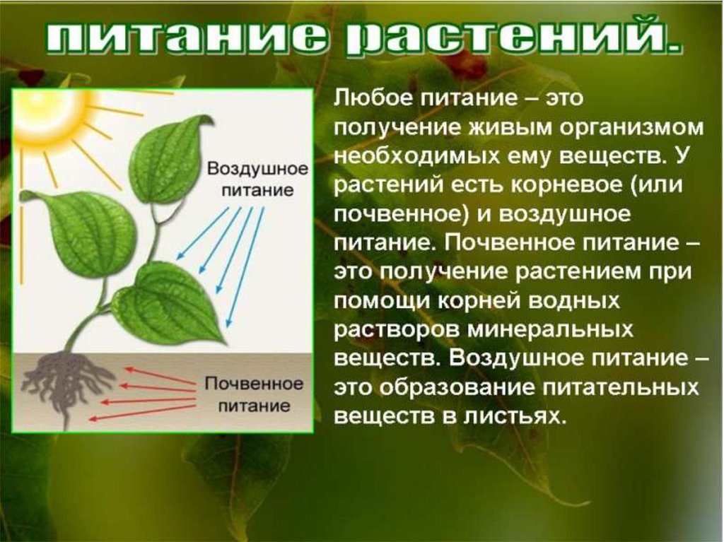 Процессы в жизни растений 5 класс биология. Питание растений 5 класс биология кратко. Воздушное питание растений схема. Воздушное питание растений фотосинтез. Процесс питания у растений происходит.