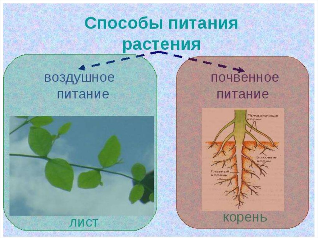 Воздушное питание корня. Почвенное и воздушное питание растений. Способы питания растений. Воздушное питание и почвенное питание растений. Воздушное питание растений схема.