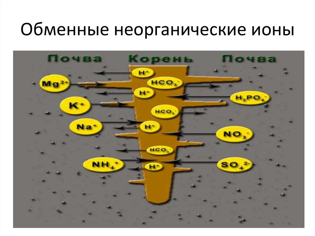 Неорганические ионы. Неорганические ионы. Неорганические ионы. Неорганические ионы. Неорганические ионы.
