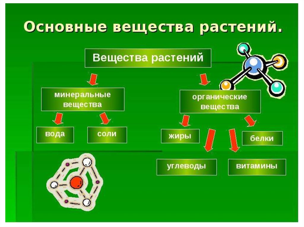 Прочитав параграф заполните схему состав растений 6 класс