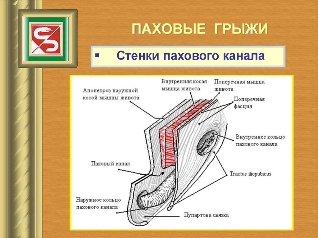 Паховый канал анатомия схема